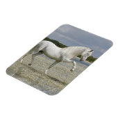 Magnet Flexible Chevaux d'Imaginaire : Seigneur du lac (Côté Gauche)