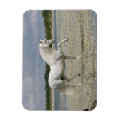 Magnet Flexible Chevaux d'Imaginaire : Seigneur du lac (Vertical)