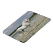 Magnet Flexible Chevaux d'Imaginaire : Seigneur du lac (Côté Gauche)