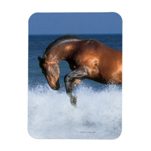 Magnet Flexible Chevaux d'imaginaire : Selle Francais et mer
