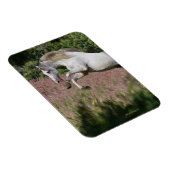 Magnet Flexible Chevaux d'Imaginaire : Spring Gallop (Côté Droit)