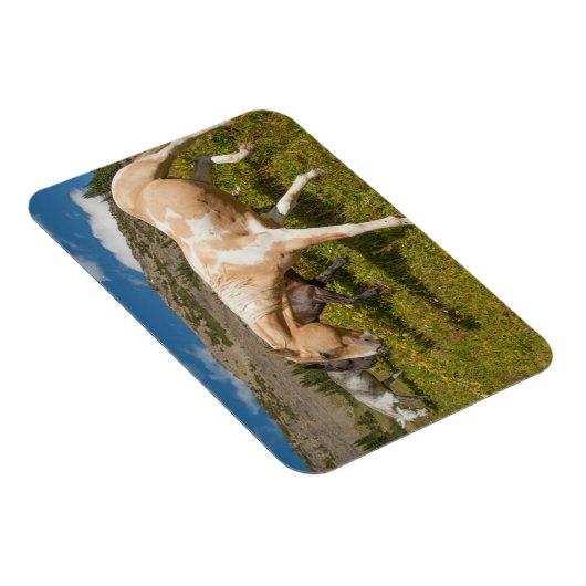 Magnet Flexible Chevaux et Mules (Côté Droit)