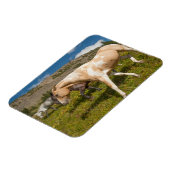 Magnet Flexible Chevaux et mulets (Côté Gauche)