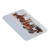 Magnet Flexible Chevaux islandais couverts de neige (Côté Droit)