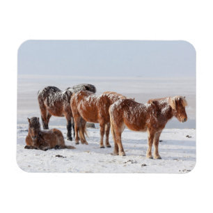 Magnet Flexible Chevaux islandais couverts de neige