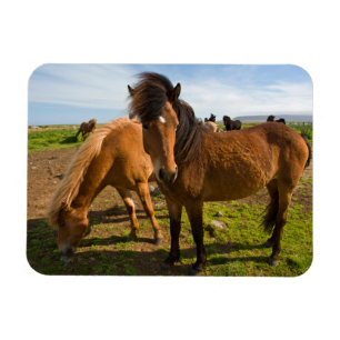 Magnet Flexible Chevaux islandais paissent