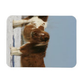 Magnet Flexible Chevaux miniatures debout dans la neige (Horizontal)