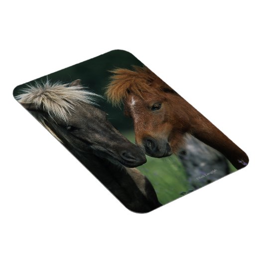 Magnet Flexible Chevaux miniatures Touchant (Côté Droit)