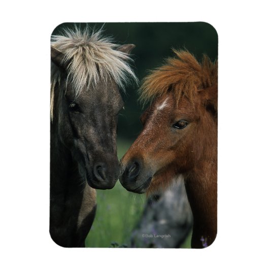 Magnet Flexible Chevaux miniatures Touchant (Vertical)