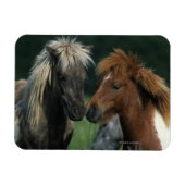 Magnet Flexible Chevaux miniatures Touchant (Horizontal)