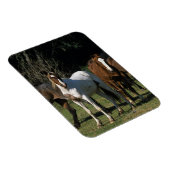 Magnet Flexible Chevaux Mustang Sauvages 1 (Côté Droit)