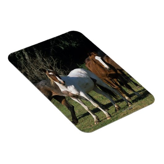 Magnet Flexible Chevaux Mustang Sauvages 1 (Côté Droit)