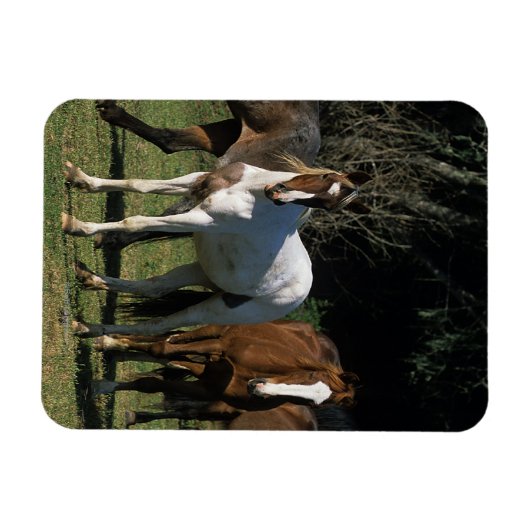 Magnet Flexible Chevaux Mustang Sauvages 1 (Horizontal)