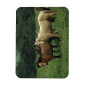 Magnet Flexible Chevaux Mustang Sauvages 4 (Vertical)