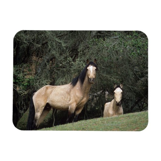 Magnet Flexible Chevaux Mustang Sauvages 6 (Horizontal)