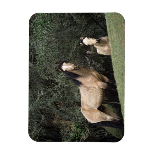 Magnet Flexible Chevaux Mustang Sauvages 6 (Vertical)