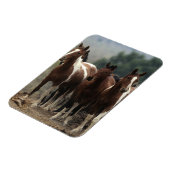 Magnet Flexible Chevaux Mustang Sauvages 7 (Côté Gauche)