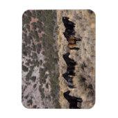 Magnet Flexible Chevaux Mustang sauvages dans le désert 2 (Vertical)