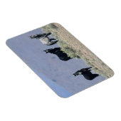 Magnet Flexible Chevaux Mustang sauvages dans le désert 3 (Côté Droit)