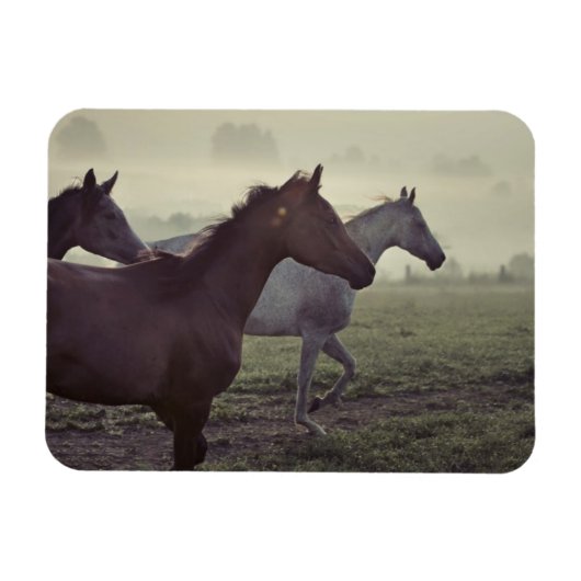 Magnet Flexible Chevaux sauvages (Horizontal)