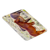 Magnet Flexible Chevaux sauvages (Côté Droit)