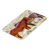 Magnet Flexible Chevaux sauvages (Côté Gauche)