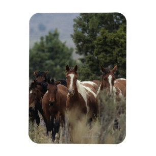 Magnet Flexible Chevaux sauvages 2 de mustang