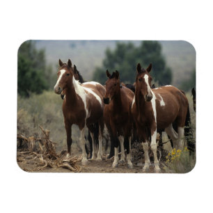 Magnet Flexible Chevaux sauvages 7 de mustang