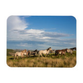 Magnet Flexible Chevaux sauvages dans le parc national Theodore Ro (Horizontal)