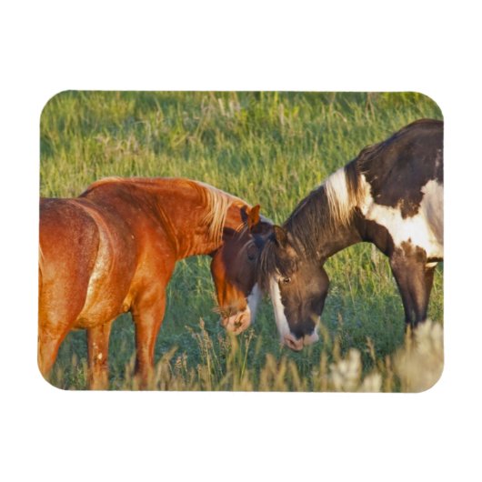 Magnet Flexible Chevaux sauvages dans le parc national Theodore Ro (Horizontal)