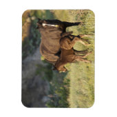 Magnet Flexible Chevaux sauvages dans le parc national Theodore Ro (Vertical)