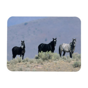 Magnet Flexible Chevaux sauvages de mustang dans le désert 3