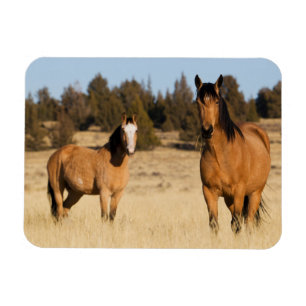 Magnet Flexible Chevaux sauvages, montagnes de Steens