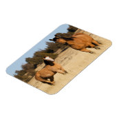 Magnet Flexible Chevaux sauvages, Montagnes des Steens (Côté Gauche)