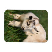 Magnet Flexible Chèvre de bébé mignonne (Horizontal)