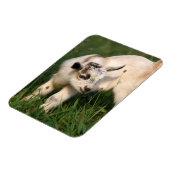 Magnet Flexible Chèvre de bébé mignonne (Côté Gauche)