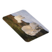 Magnet Flexible chèvre de montagne (Côté Droit)