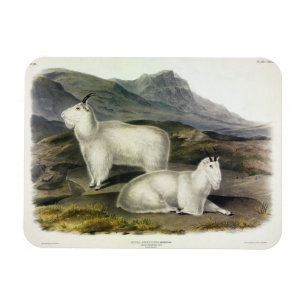 Magnet Flexible Chèvre de montagne (Capra Americana par Audubon)