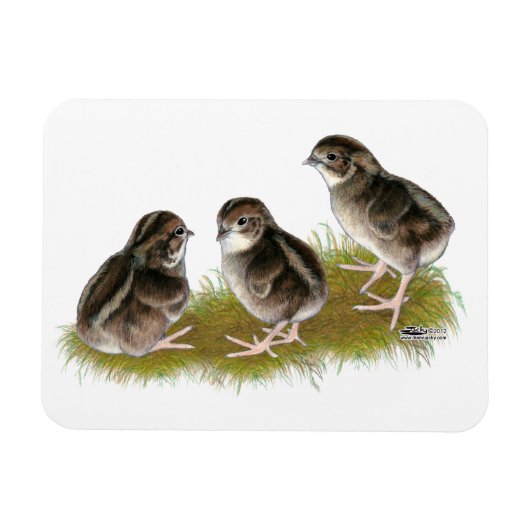 Magnet Flexible Chicks de Coturnix (Horizontal)