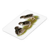 Magnet Flexible Chicks de Coturnix (Côté Gauche)