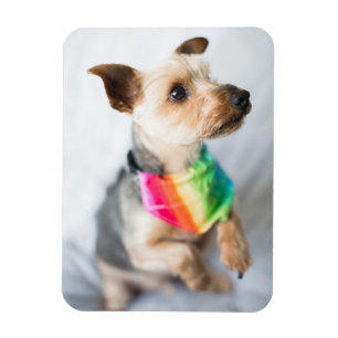Magnet Flexible Chien arc-en-ciel Gay pride Yorkshire Terrier