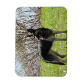 Magnet Flexible Chien berger allemand (Vertical)