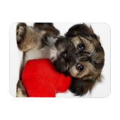 Magnet Flexible Chien chiot de Valentine Havanais (Horizontal)