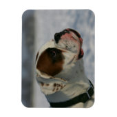 Magnet Flexible Chien de boxe dans la neige (Vertical)