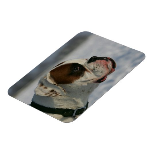 Magnet Flexible Chien de boxe dans la neige (Côté Gauche)