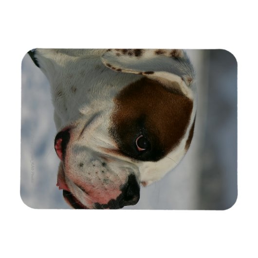 Magnet Flexible Chien de boxe dans la neige (Horizontal)