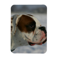 Chien de boxe dans la neige
