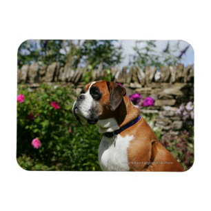 Magnet Flexible Chien de boxe dans les fleurs