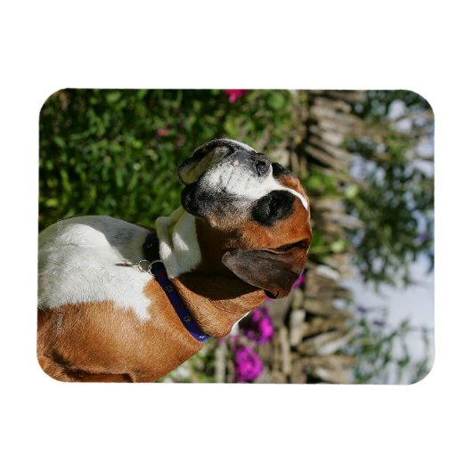 Magnet Flexible Chien de boxe dans les fleurs (Horizontal)