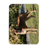 Magnet Flexible Chien de boxe de la faune debout (Vertical)